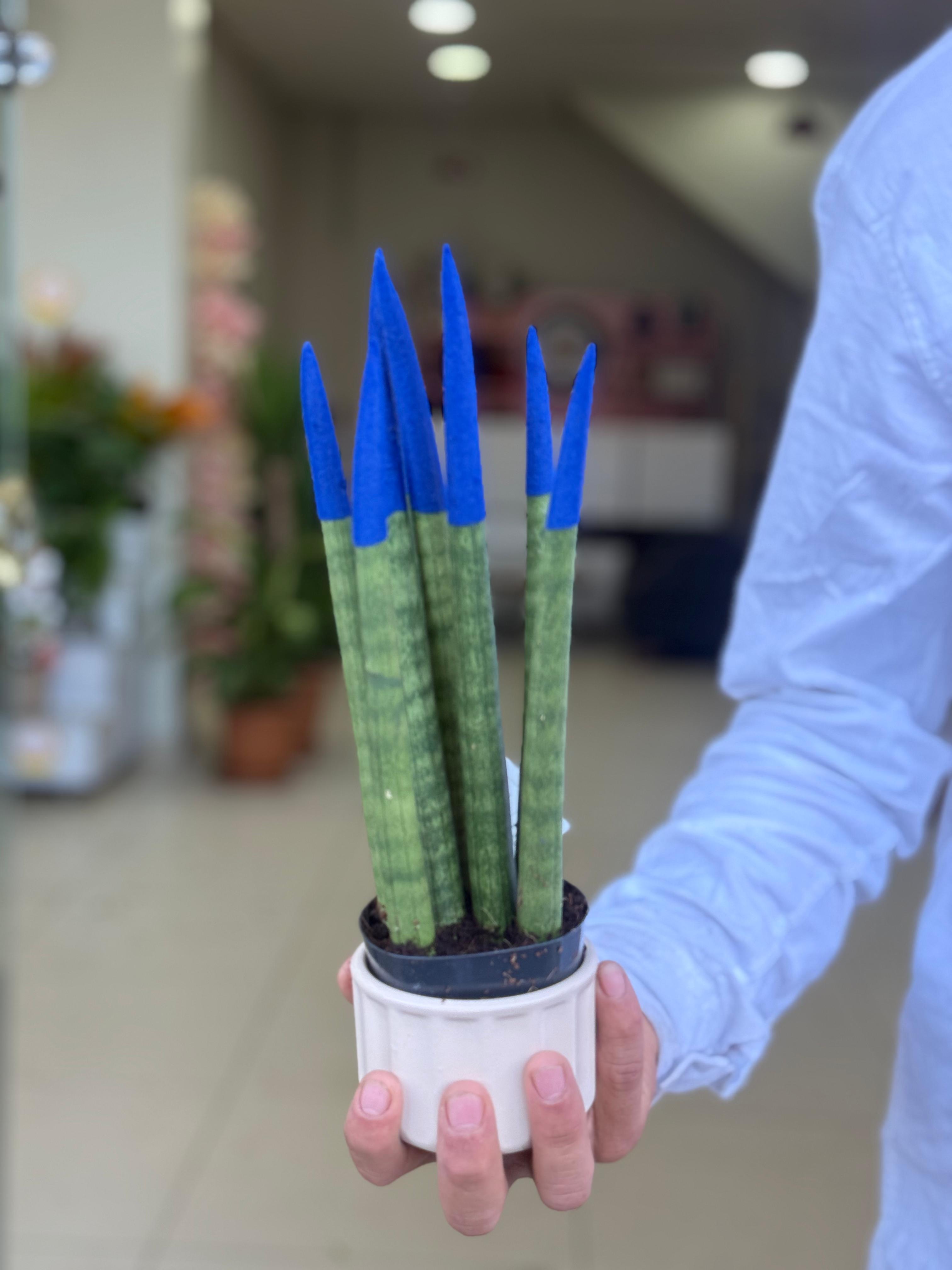 Sansevieria cylindrica 