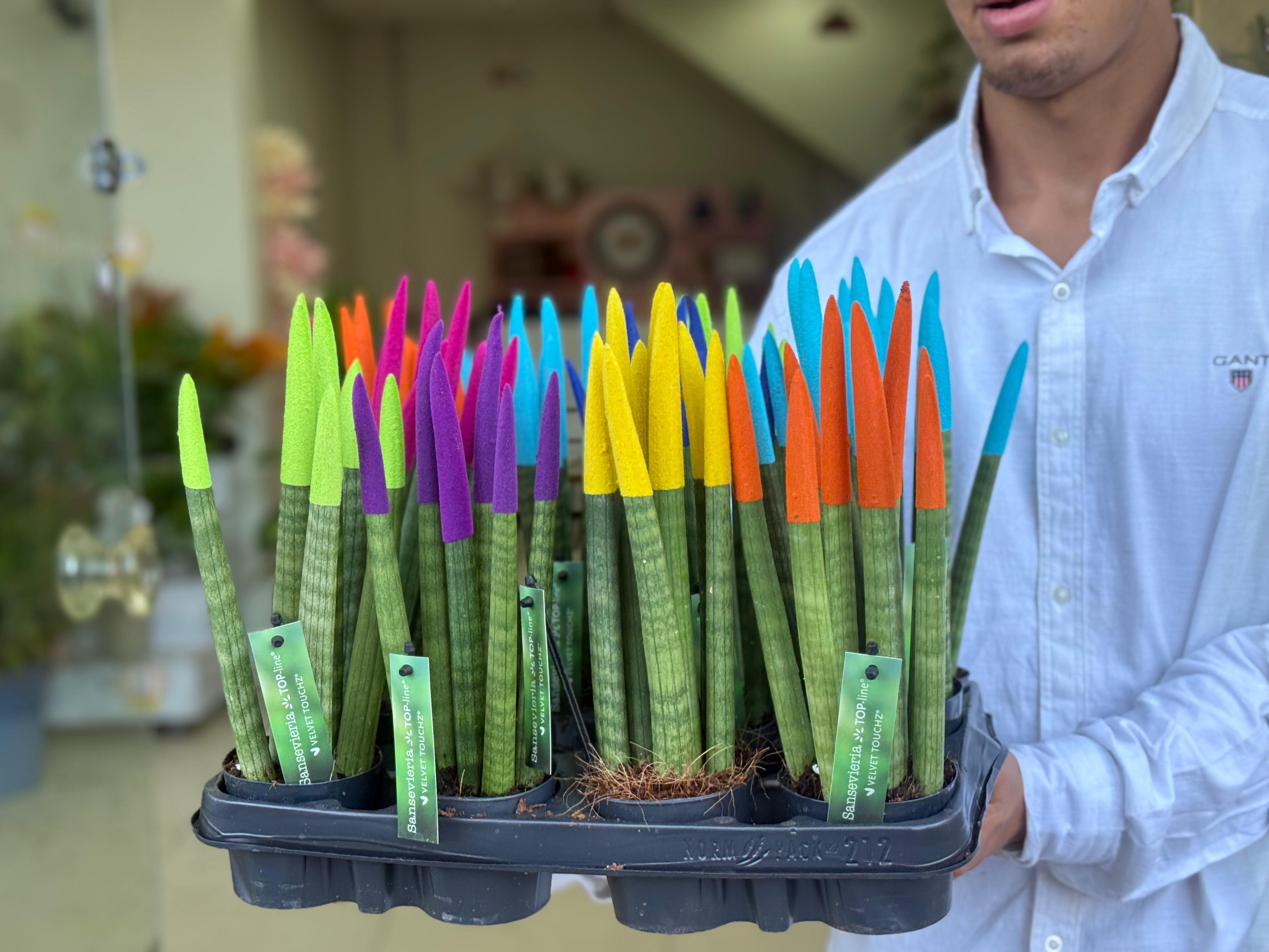 Sansevieria cylindrica 